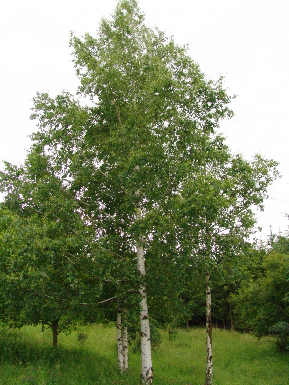 Betula Pendula Silver Birch Bare Rooted Betula Pendula Silver Birch