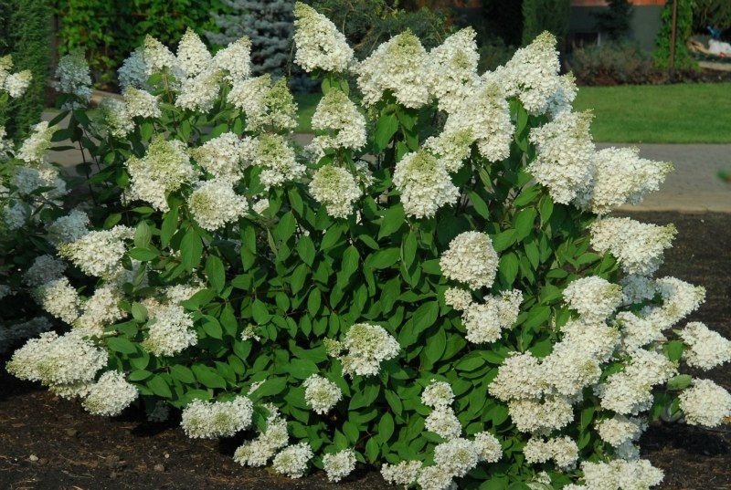 Paniculata Grandiflora