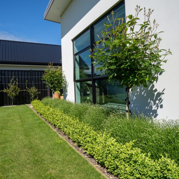 Buxus + Lavender + Rose Standards - Flat Pack 10m