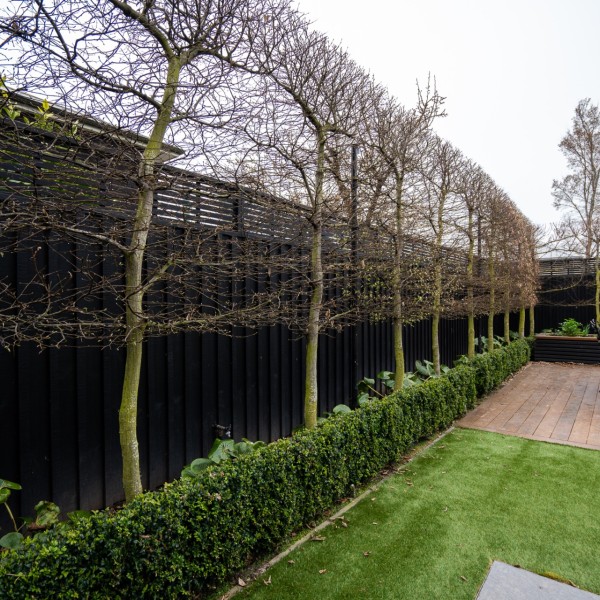 Pleached Hornbeam + Ligularia + Buxus - Flat Pack 10m