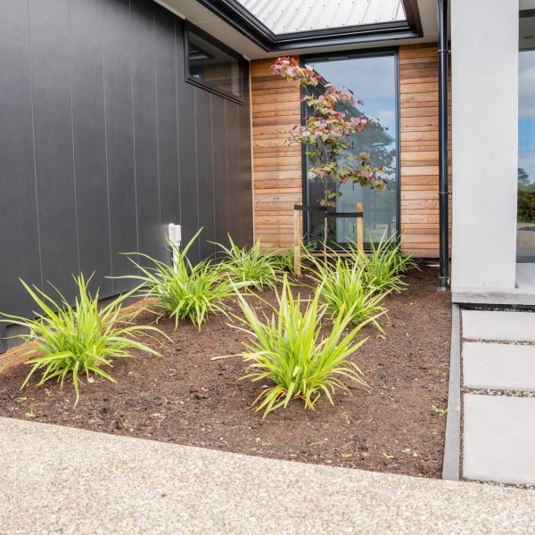 Cercis + Phormium - Flat Pack 10m