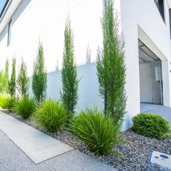 Cupressus + Pittosporum + Lomandra - Flat Pack 10m