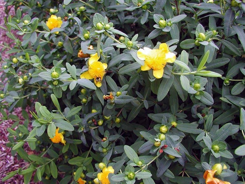 Hypericum Sunburst | St John's Wort | The Plant Store