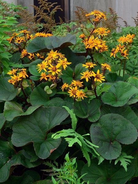 Ligularia dentata