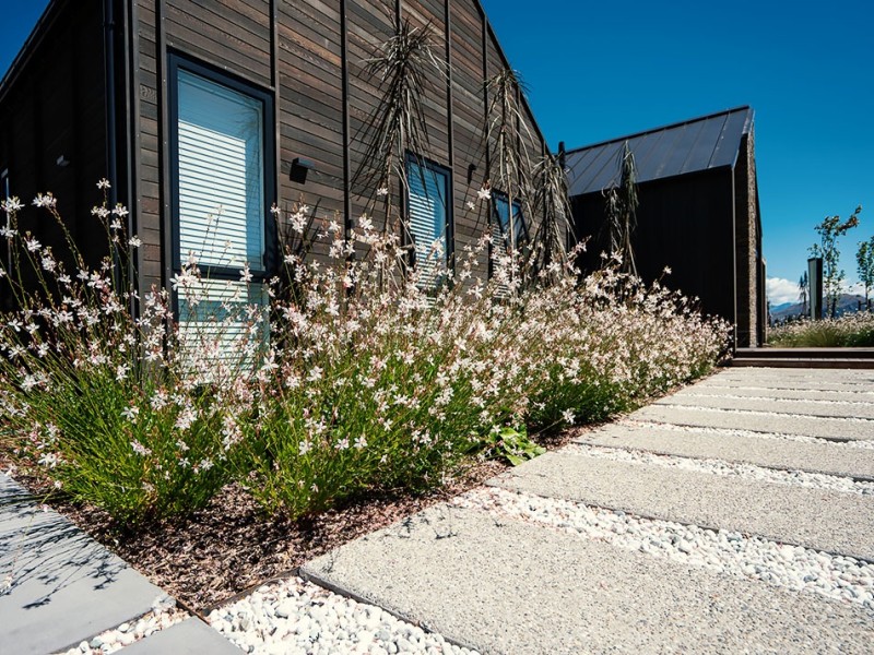 gaura sparkle white