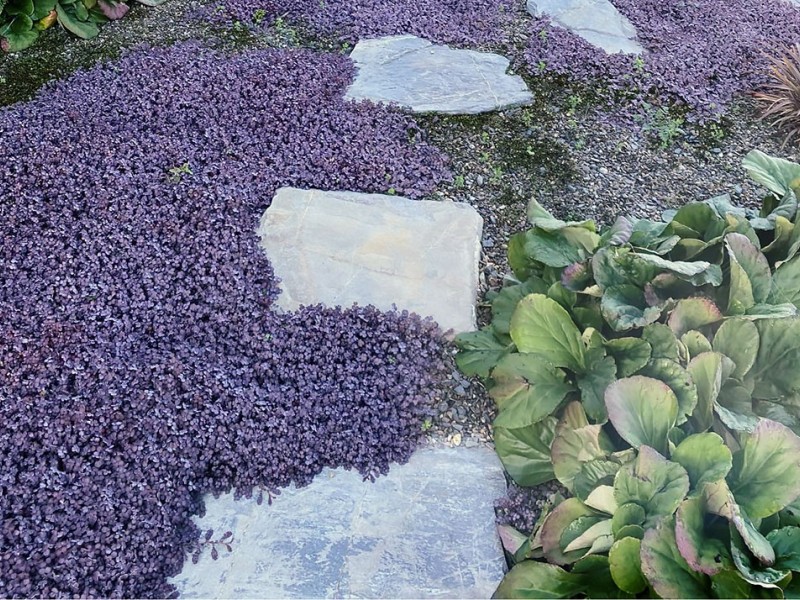 acaena purpurea