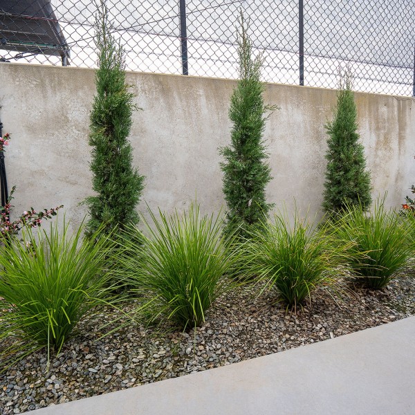Cupressus + Lomandra - Flat Pack 10m