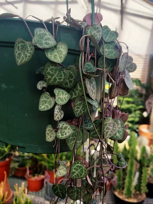 Ceropegia Chain of Hearts