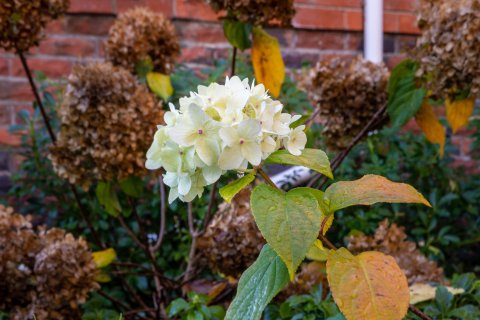 Hydrangeas