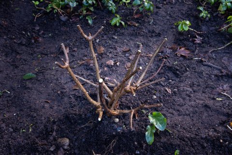 Deadheading-Hydrangeas after (1)