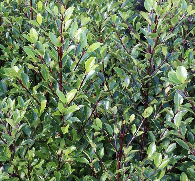 Laurelia novae-zelandiae | Pukatea | The Plant Store