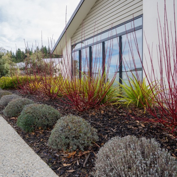 Phormium + Cornus + Lavender - Flat Pack 10m
