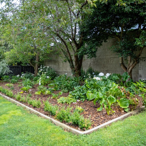 Buxus + Myosotidium + Arthropodium + Hydrangea - Flat Pack 10m