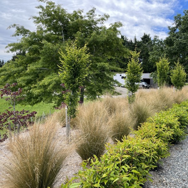 Carpinus + Chionochloa + Prunus - Flat Pack 10m