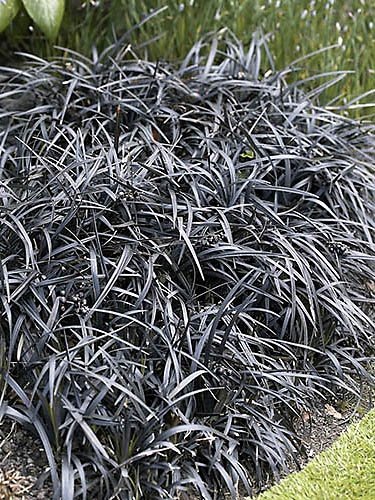 Ophiopogon Black Dragon | Black Mondo Grass | The Plant Store NZ