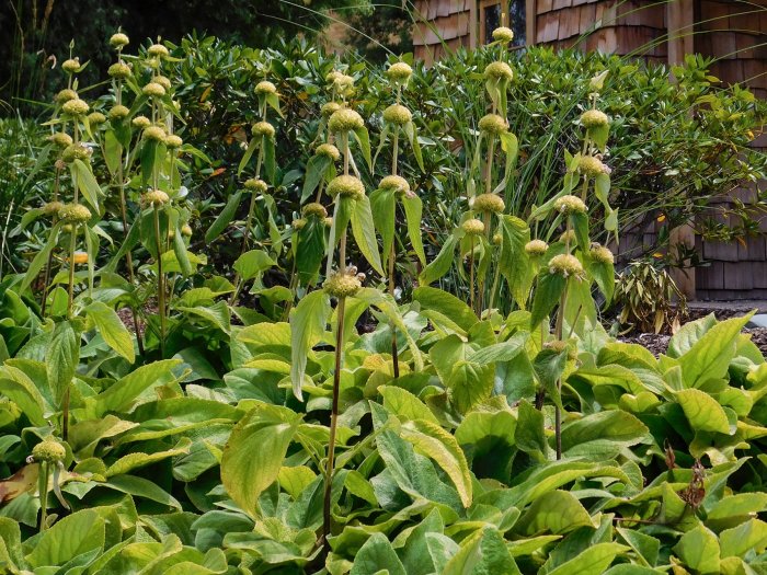 phlomis-ayrburn