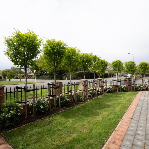 Carpinus + Choisya - Flat Pack 10m