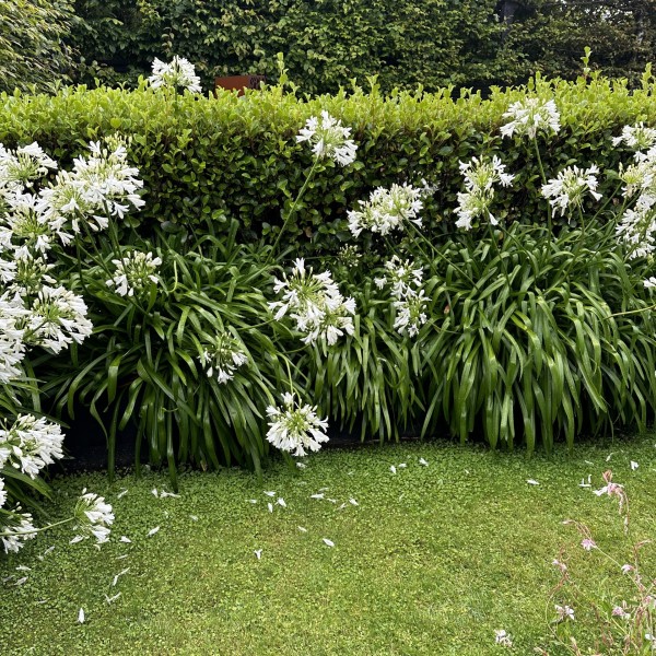 Griselinia + Agapanthus - Flat Pack 10m