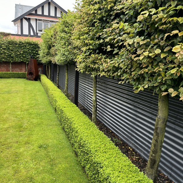 Carpinus + Buxus - Flat Pack 10m