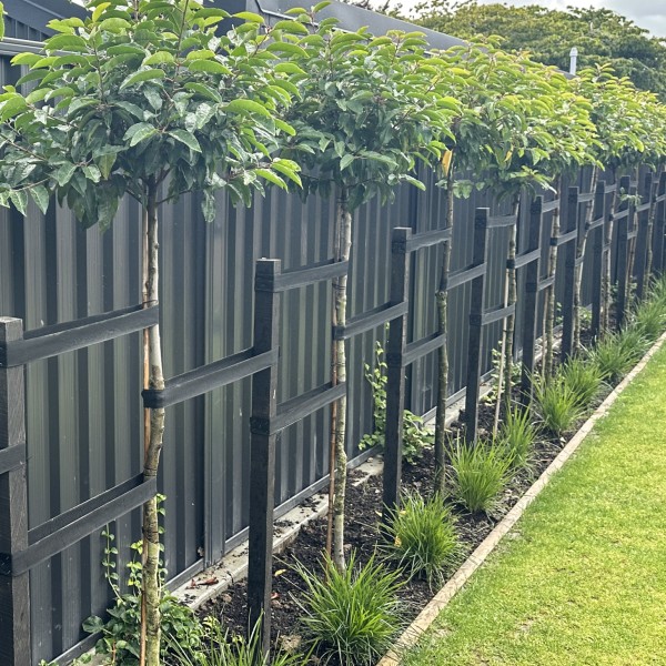 Prunus + Lomandra + Hydrangea - Flat Pack 12m