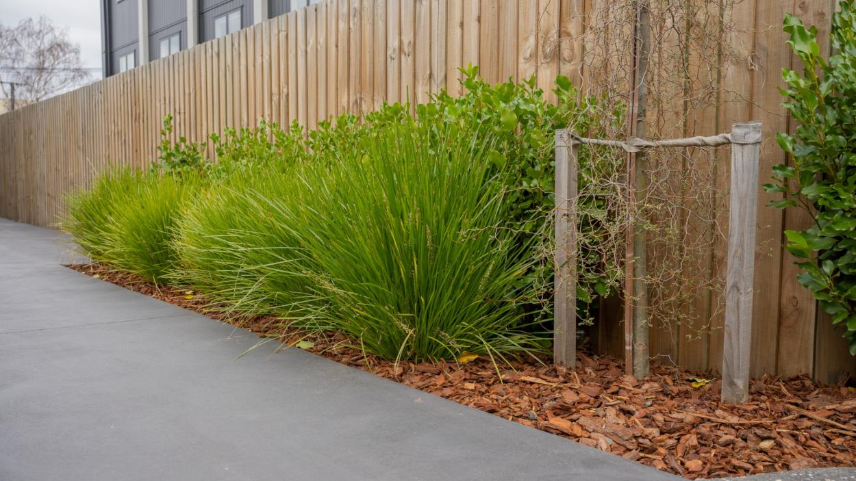 Lomandra Lime Tuff 