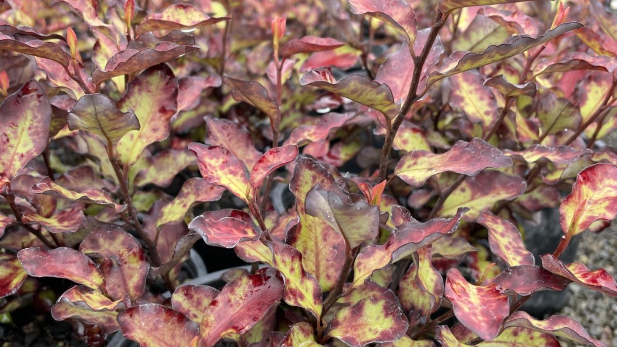 Pseudowintera Red Leopard