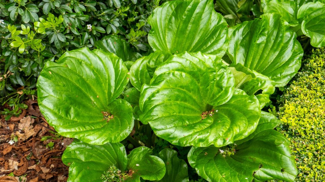 Myosotidium hortensia  (1)