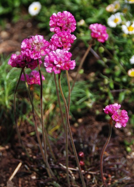 Sea Thrift (Armeria maritima) 9 Armeria maritima Rubra