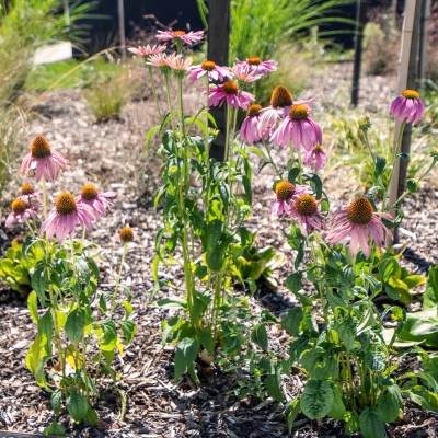 echinacea blog