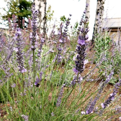lavender blog