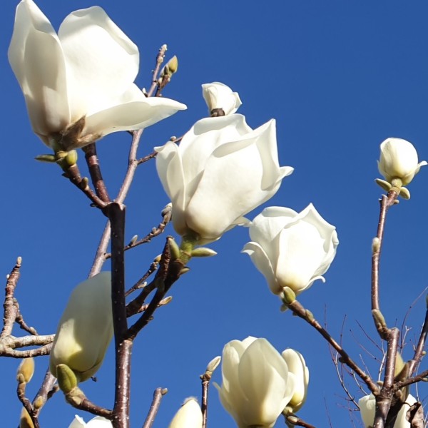 magnolia - flowers 