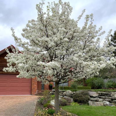 Pyrus Ornamental Pear