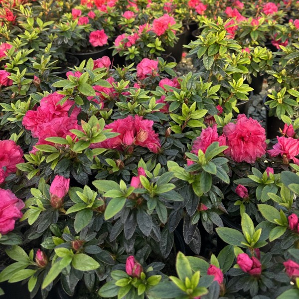 Rhodo