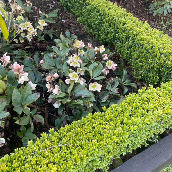 Helleborus