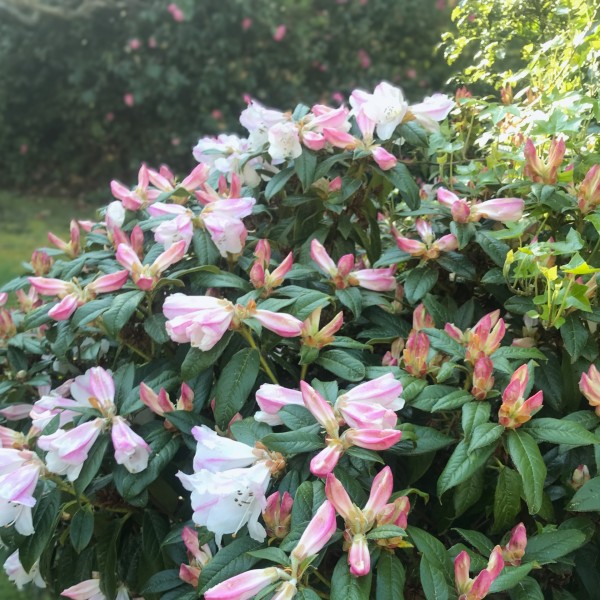 Rhodo shrub