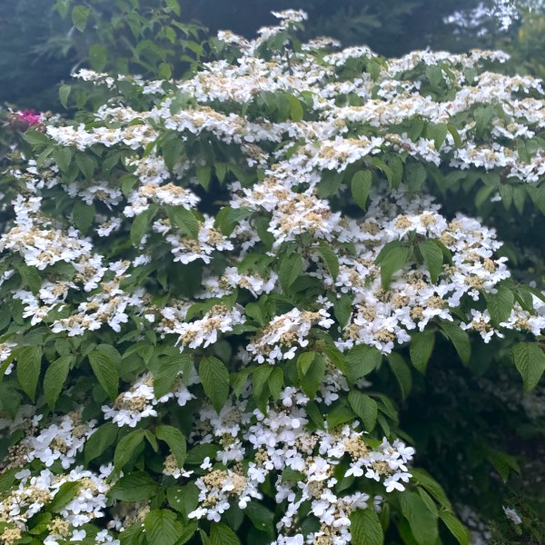 Viburnum