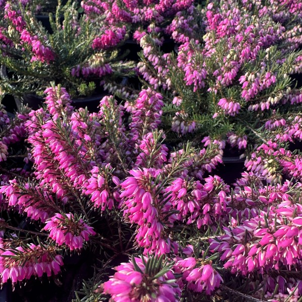 Erica pink flower