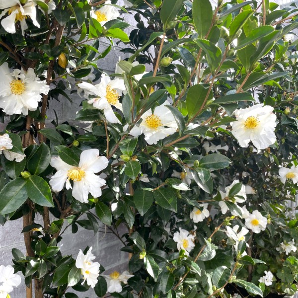 Camellia