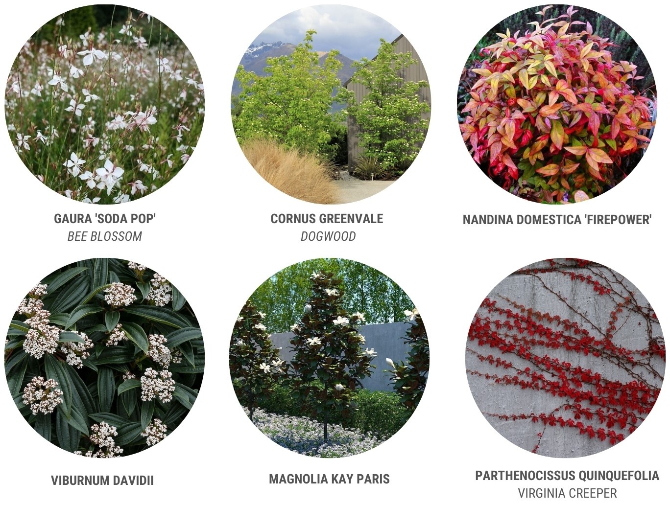 Robyn Taylor   - Plant Palette (1)