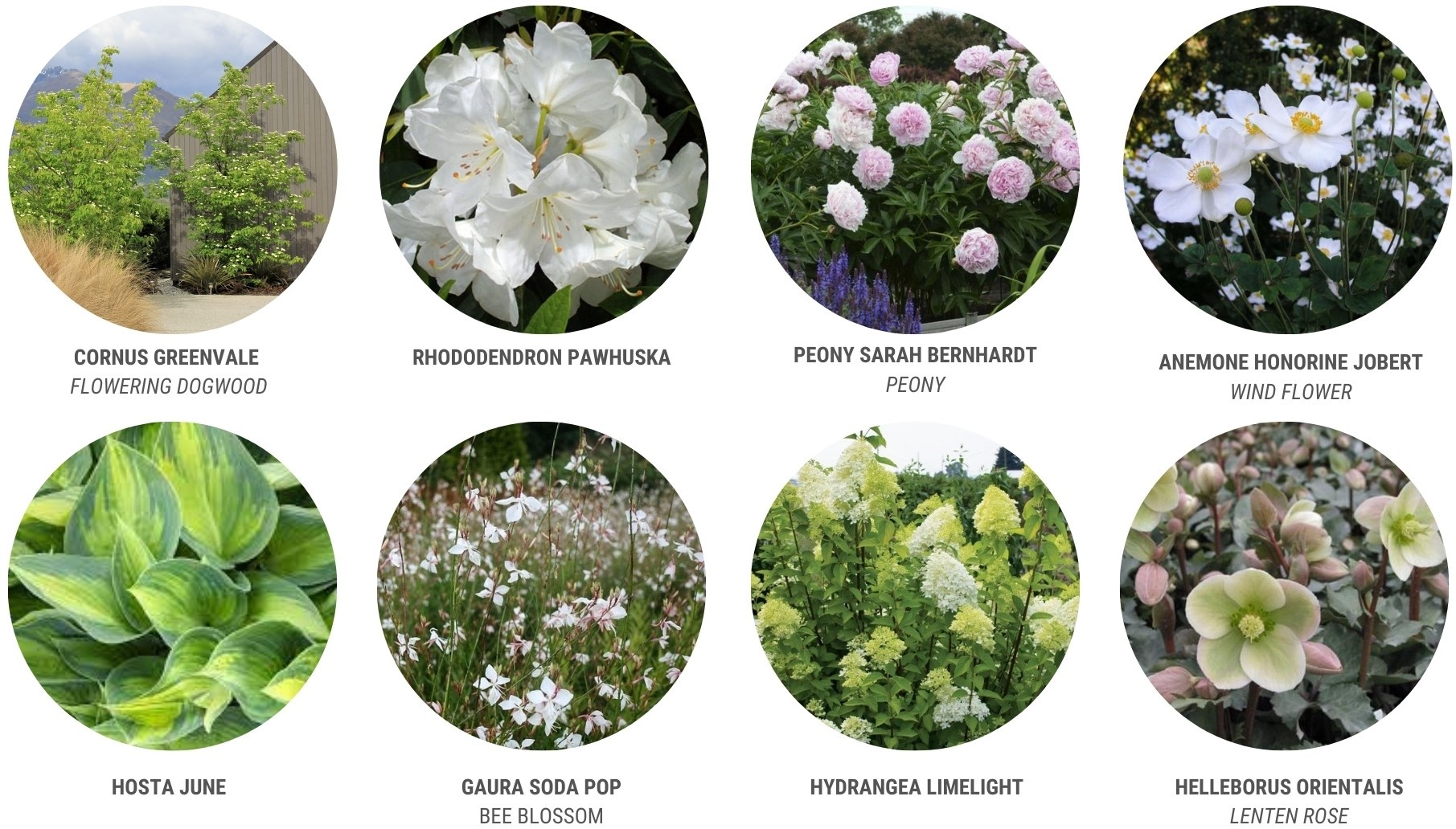 Claire Cropp  - Plant Palette (1)