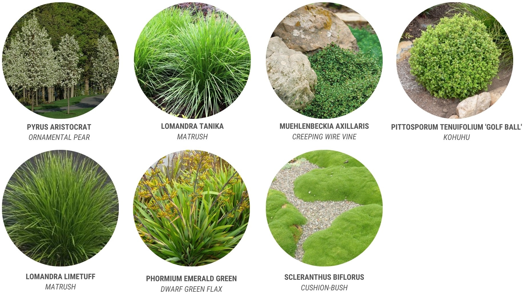 Tracey wells   - Plant Palette (1)