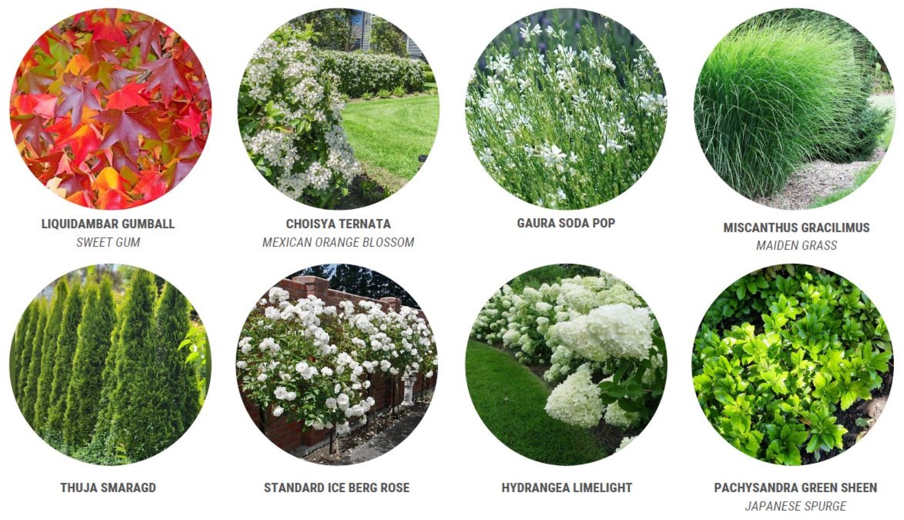 Plant Palette - Nigel1