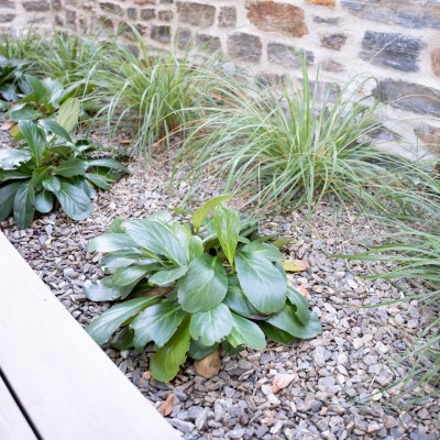 Refined Harmony: Blending Exotic and Native Plants for Contemporary Architecture
