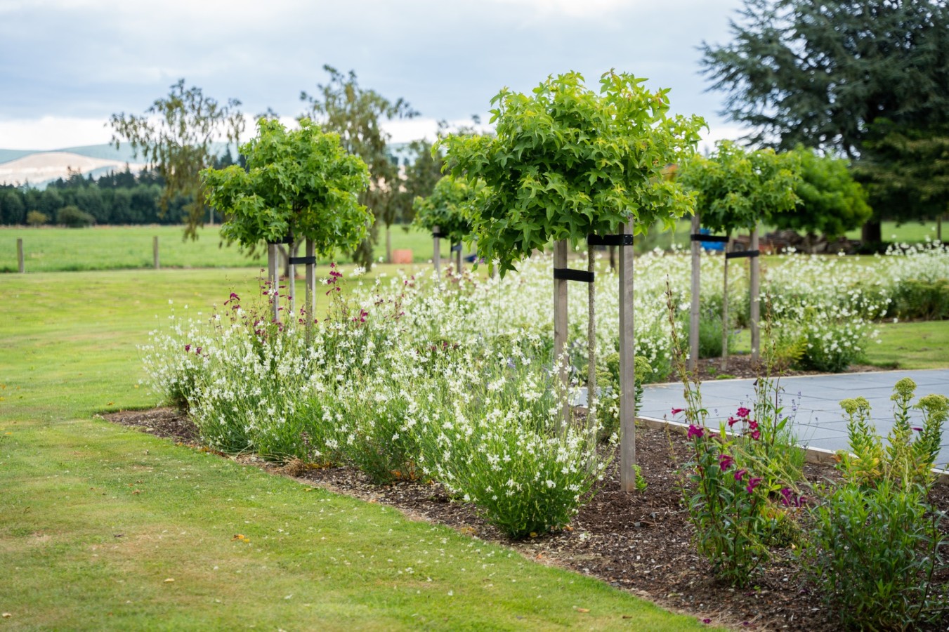 Gaura Liquidamber Gumball 