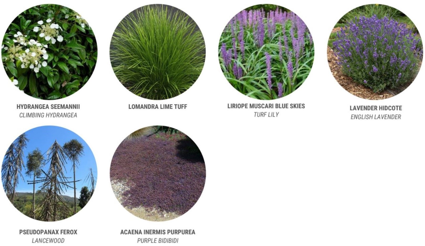 Plant Pallete Loren 2