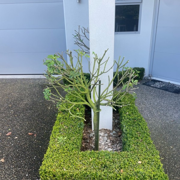 Choisya ternata - After