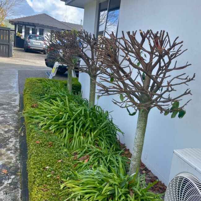 Portuguese Laurel after..