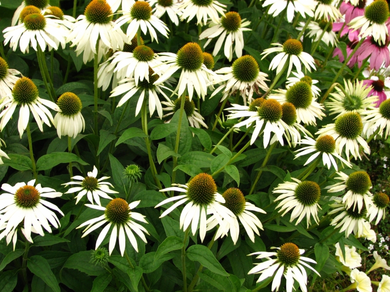 Echinacea Purpurea White Swan - 9cm pot