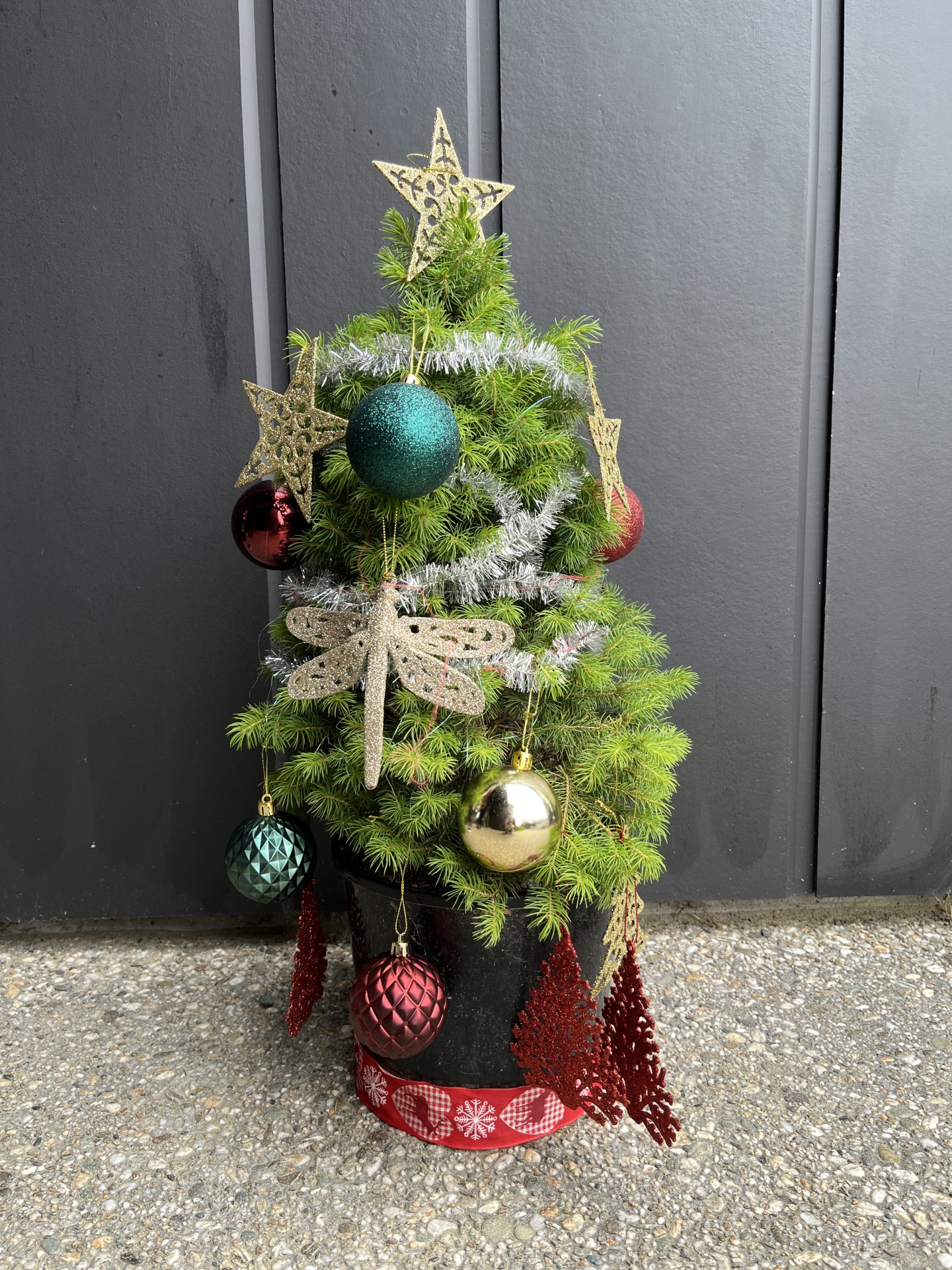 Picea Glauca Conica (1)