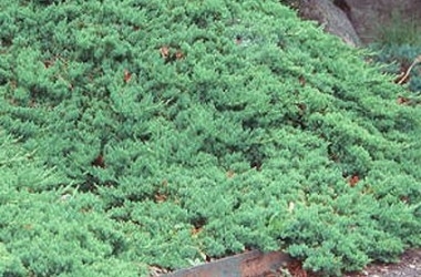 Juniper procumbens nana